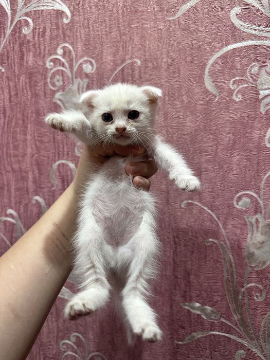 срочно ищем дом! вислоухие