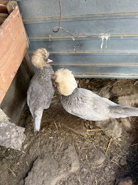 Vand oua motate olandeze