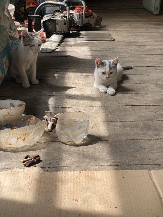 Котята в добрые заботливые руки.