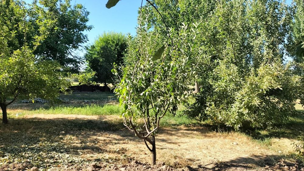 Yer maydoni sotiladi