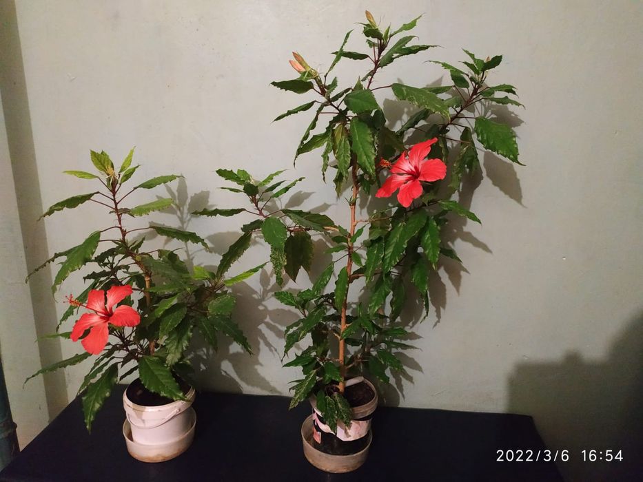 Продаю цветущий гибискус