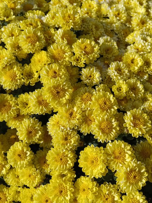 Маточники мультифлоры