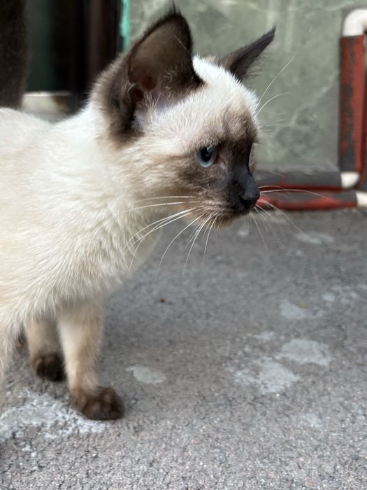 Продаётся милый сиамский котёнок