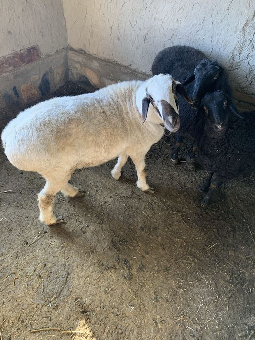 Кучкор сотилади/-)(;: