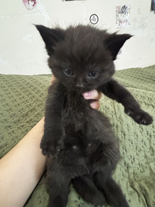 Котята бесплатно