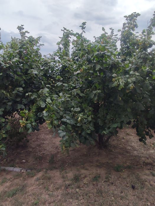 Vând puieți de alun.