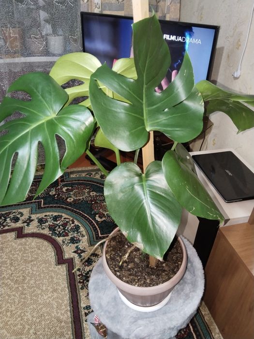 Продаются домашние цветы