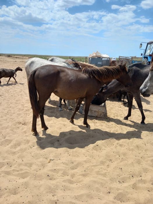 Семіз ТАЙ сатылады