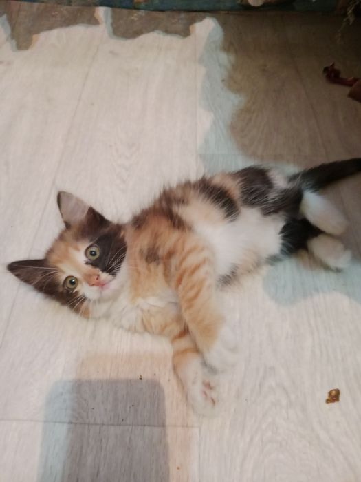 Котят в добрые руки