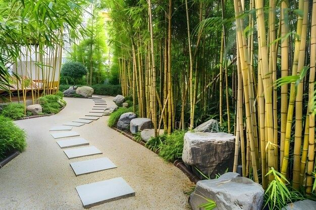 Бамбук за жив плет или дзен градина