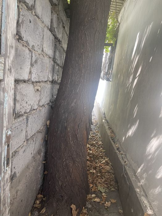 Дерево бесплатно