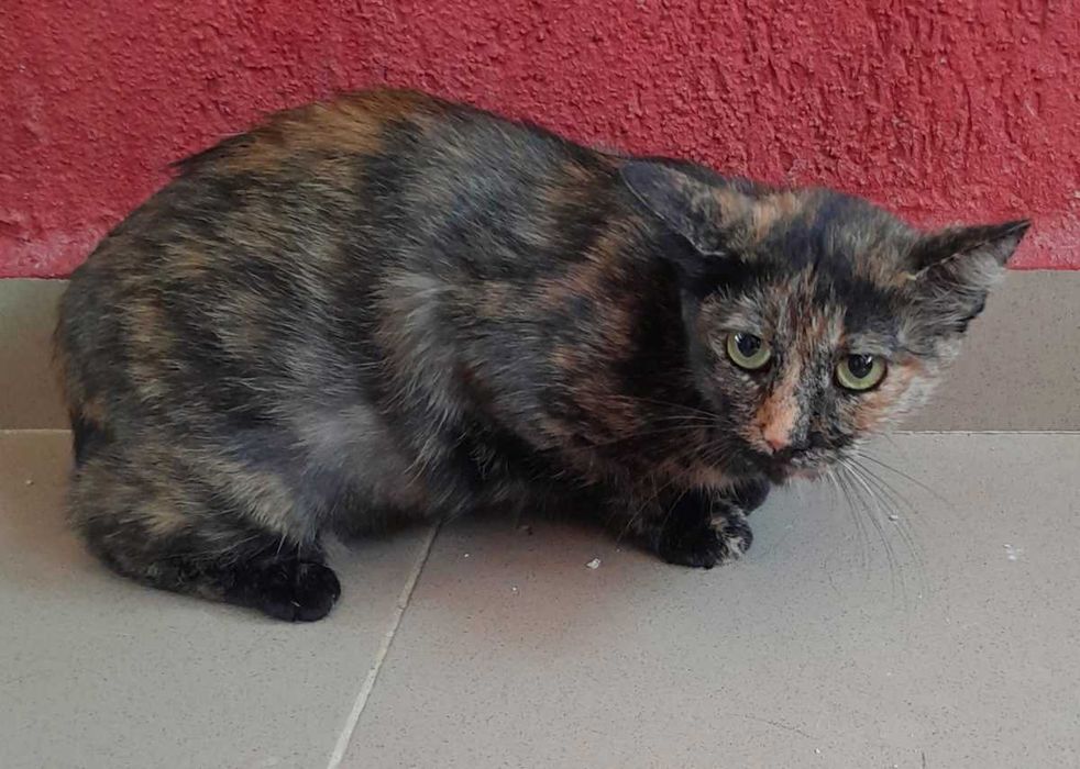 Adoptie pisica castrata tortoishell Hera