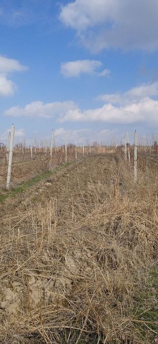 Шпалер сотилади.