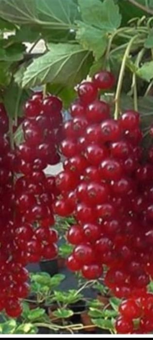 Саженцы красной смородины