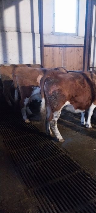 Vaci de stantă 6 și 8 luni