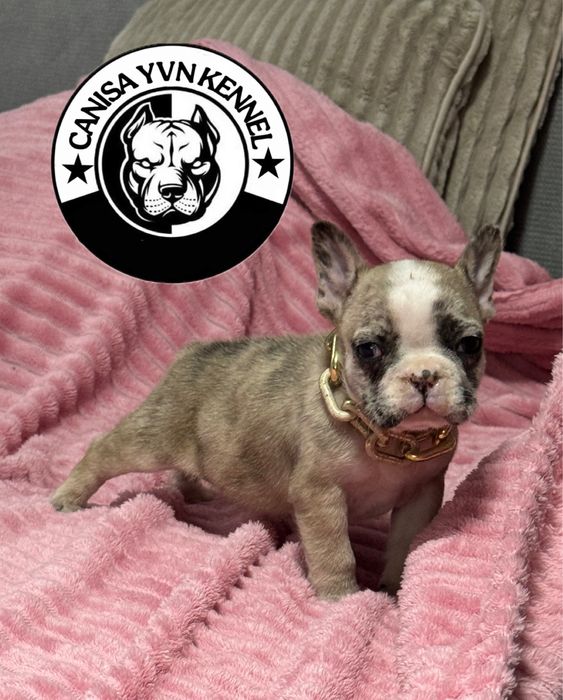 Mascul buldog francez lilac merle