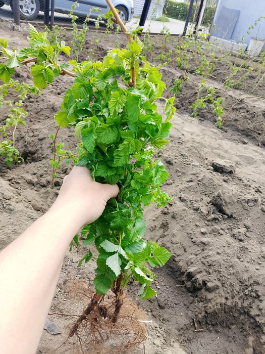 Продам саженцы летней малины