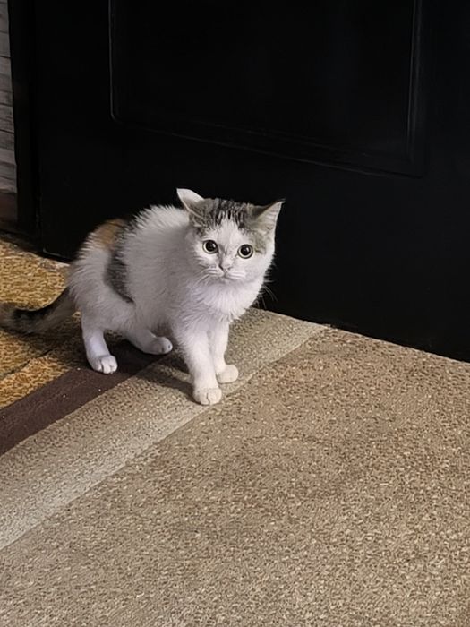 Отдам котенка , кошка