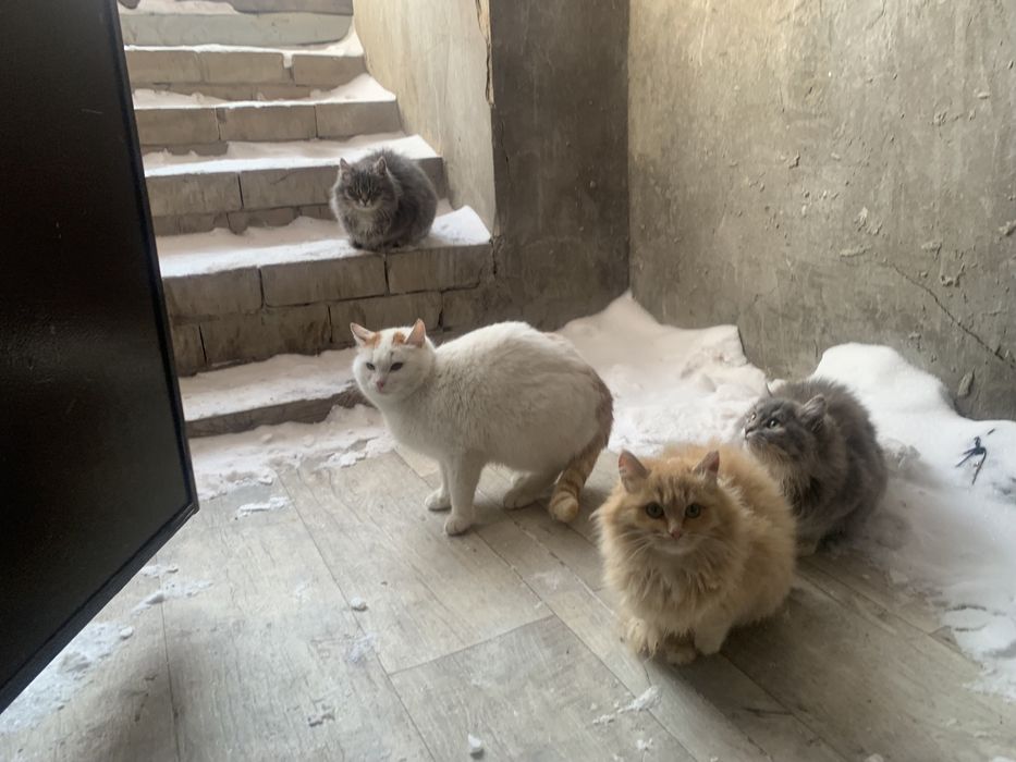 Одам кошек добрые руки.