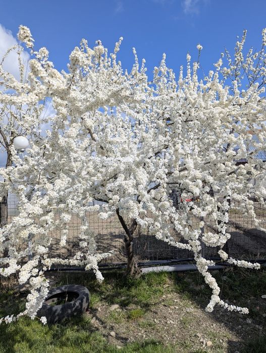 Casa cu etaj, 4 camere, teren 1600 mp, panouri 5 kw