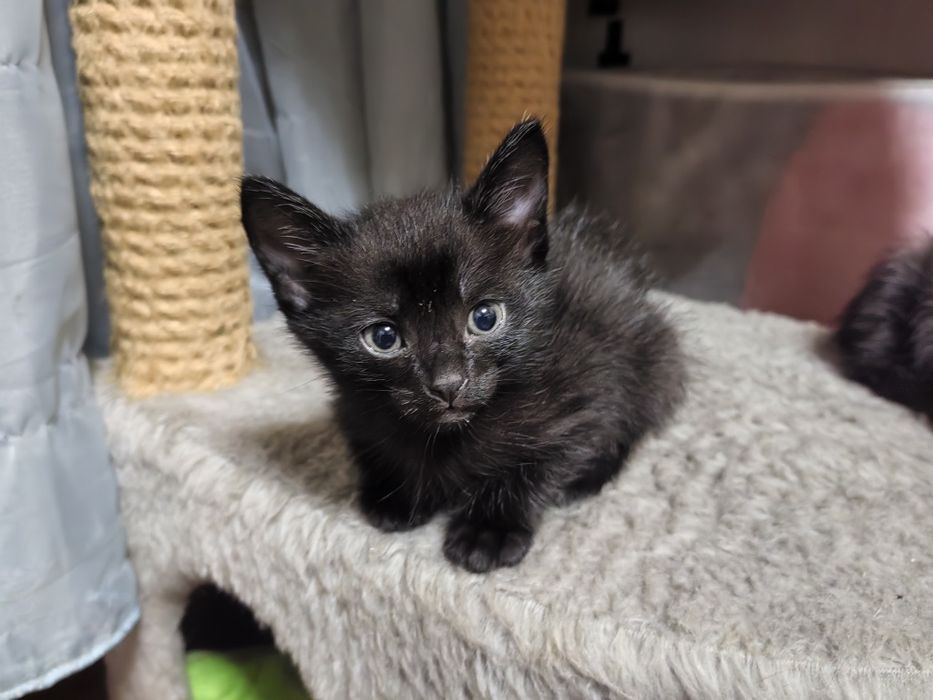 Отдам котенка в добрые руки