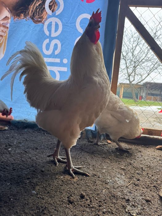 Vand Oua Playmoth Rock Barat , Marans , Araucana , Australorp Alb