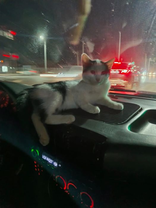 Животное , котята