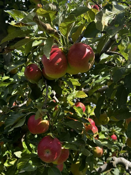 Mere idared de vanzare