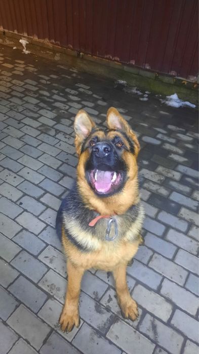 Продоется Авчарка