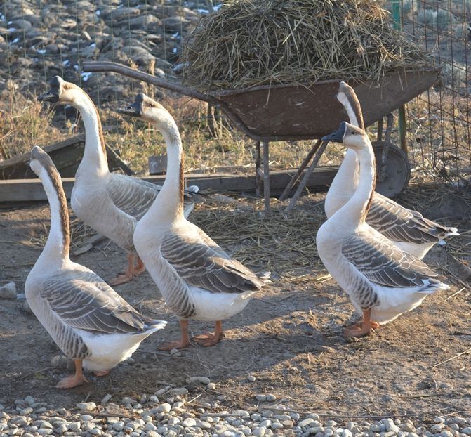 Vand gaste chinezesti