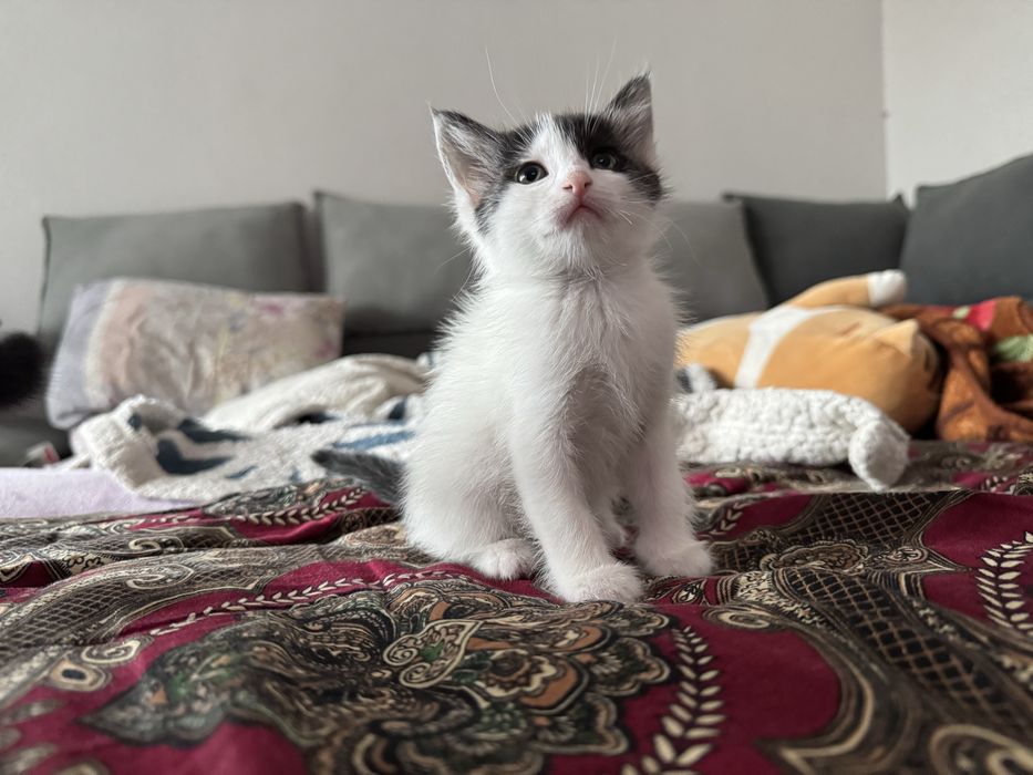 Котята отдам в хорошие руки