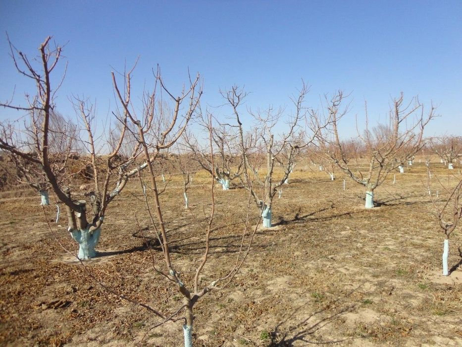 Садовник. Мевали дарахтларга шакл бериш. Газон сепиш. Ландшафт. Боғбон