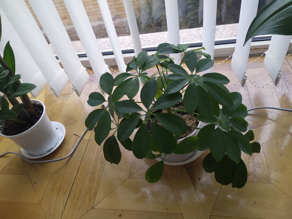 Пеларгония Леона Галактика