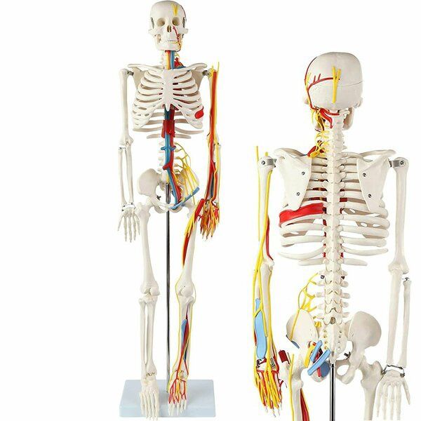Скелет человека 85см, муляж, макет, Skelet,