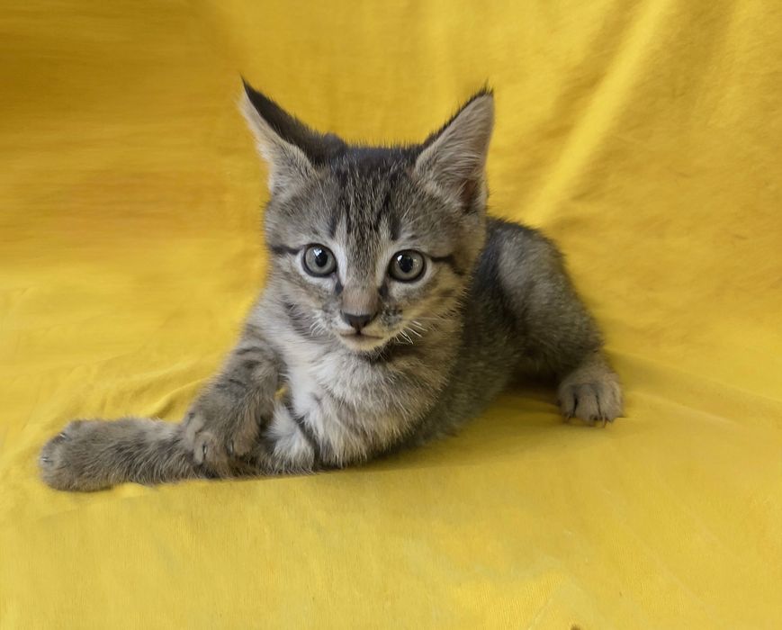 Котенок  Трикки ищет любящего хозяина!