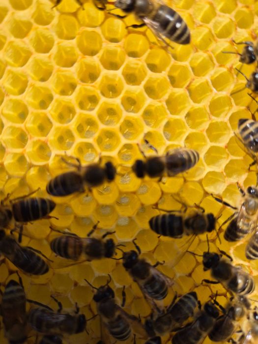 Vand 5 familii de albine