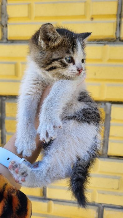 Отдам котят даром ! 3 котёнка