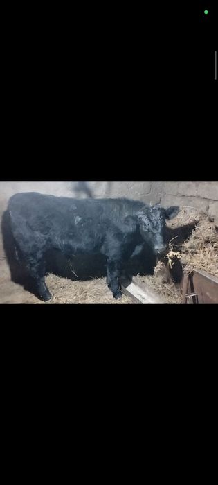 Бычок 10 месяц Ангус Сементал