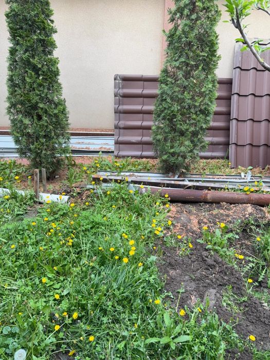 Продам туи,тую ёлка