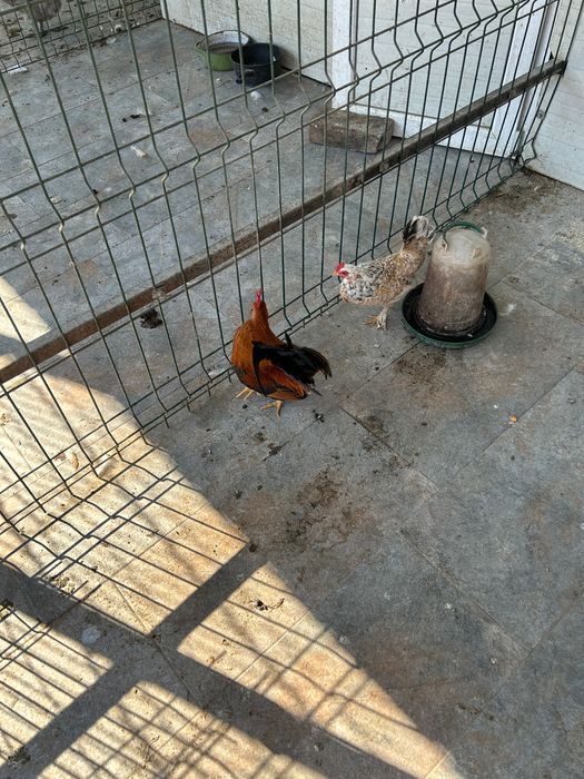Cocos și găină americane