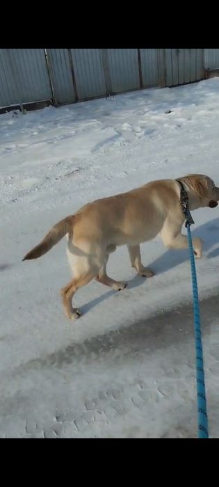 Продам Лабрадора летривер.