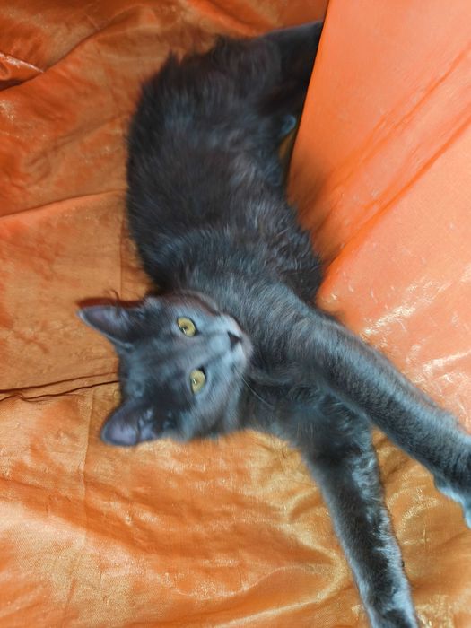 Продавам британски късокосмести долгокосмести котенца