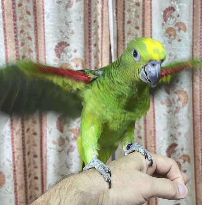 Продам Попугай - Амазон