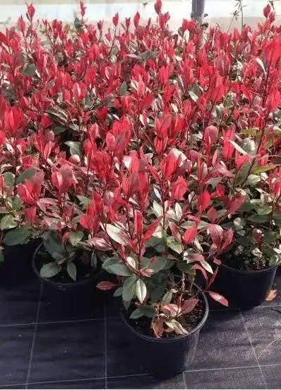 Photinia (Gard Viu )