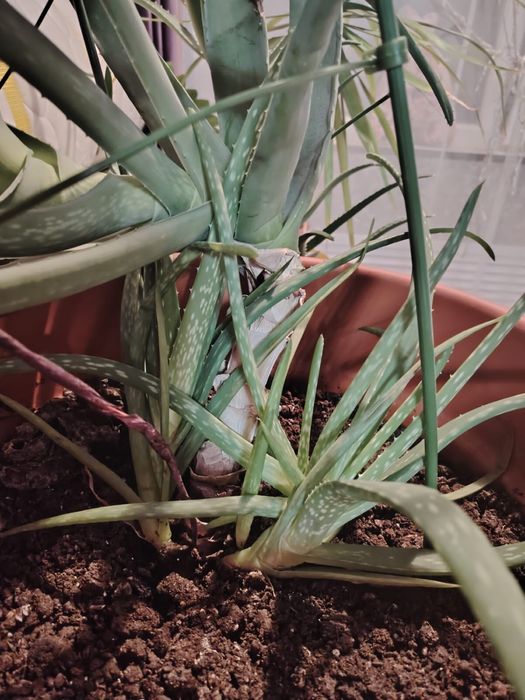 Алоэ вера лечебный