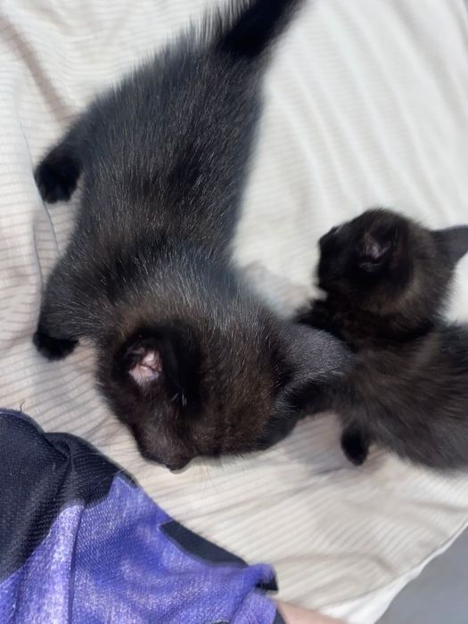 Ждут хозяев котята!