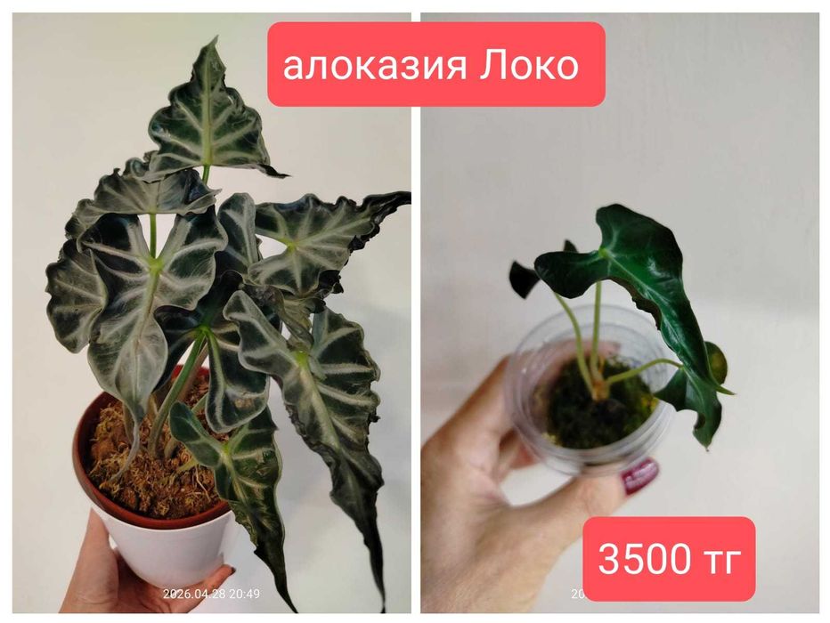 продам комнатные растения