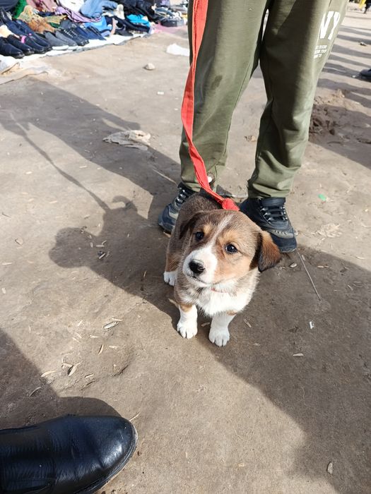 Corgi zotiga mansub kuchuk sotiladi