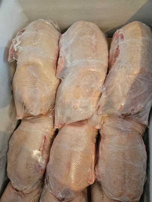 Свежее мясо гуся оптом тушками