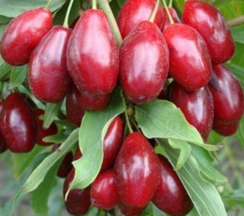 Кизил это мощный полезный продукт